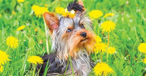 Yorkie Names – 135+ Sweet & Sassy Ideas 